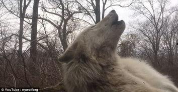 灰狼视频在线观看,在线观看灰狼视频，领略自然之美